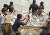 Step to create new employment in the fishery's sector of Bangladesh