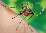 The Severity Of Dengue Fever And What We Should Do